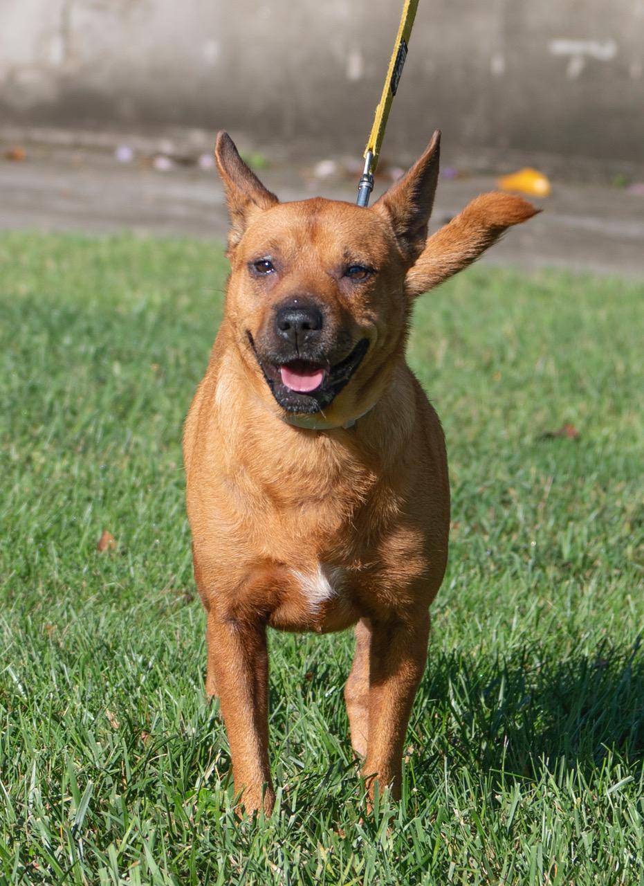 Sadie, a Adoptable mixed breed in Winston-Salem, NC image 3/6