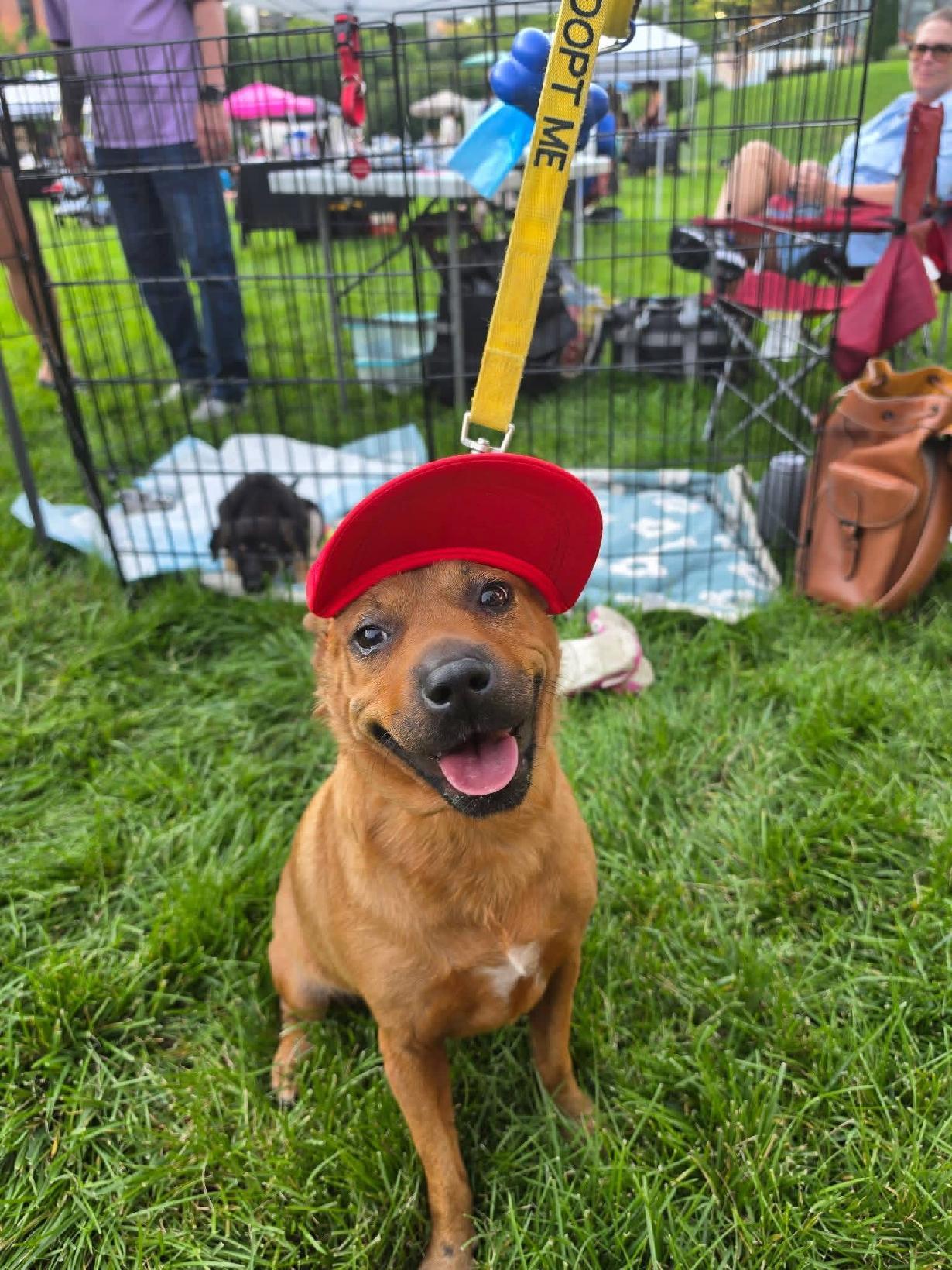 Sadie, a Adoptable mixed breed in Winston-Salem, NC image 2/6