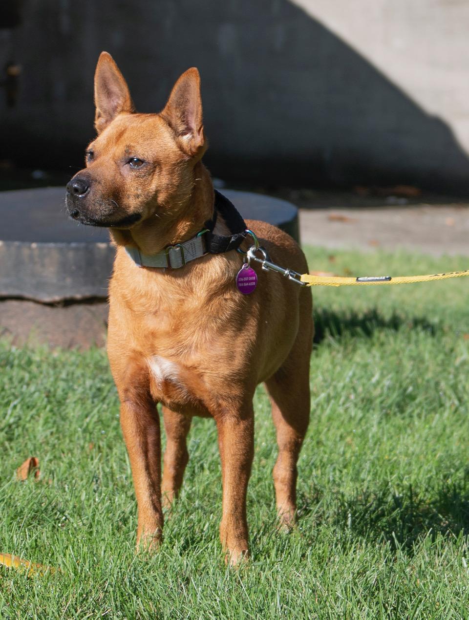 Sadie, a Adoptable mixed breed in Winston-Salem, NC image 5/6