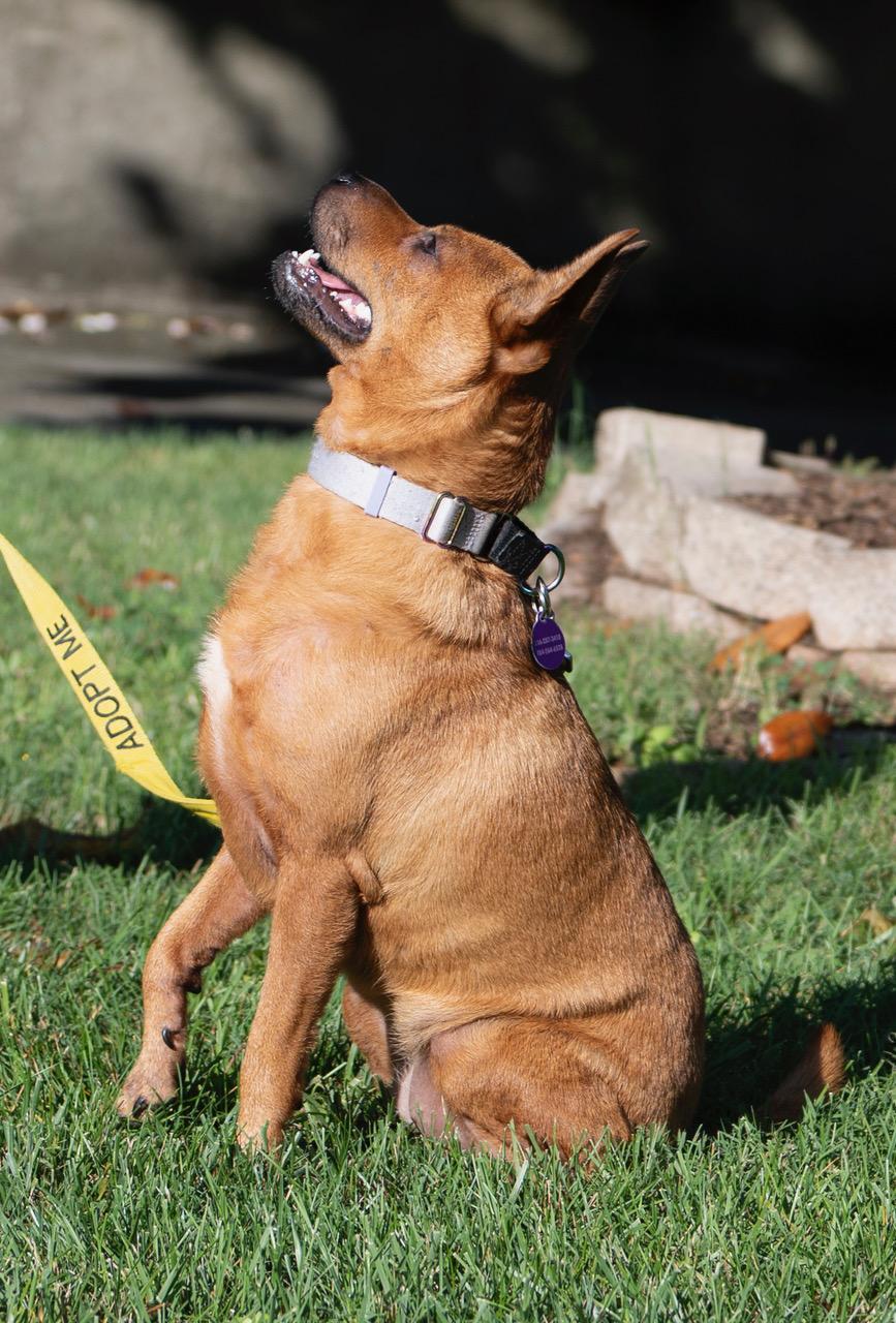 Sadie, a Adoptable mixed breed in Winston-Salem, NC image 1/6