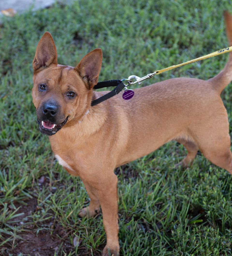 Sadie, a Adoptable mixed breed in Winston-Salem, NC image 4/6