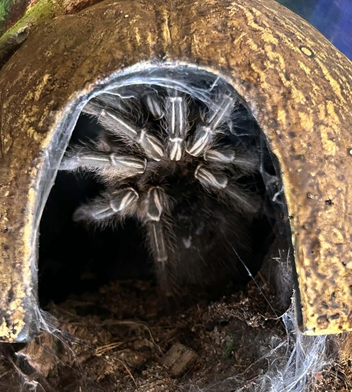 Enlarge Tarantulas 5 of them!, an adopted Tarantula in Wakefield, RI image 2/5