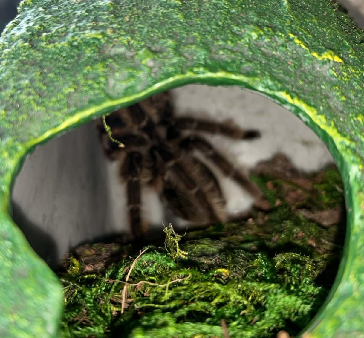 Enlarge Tarantulas 5 of them!, an adopted Tarantula in Wakefield, RI image 3/5