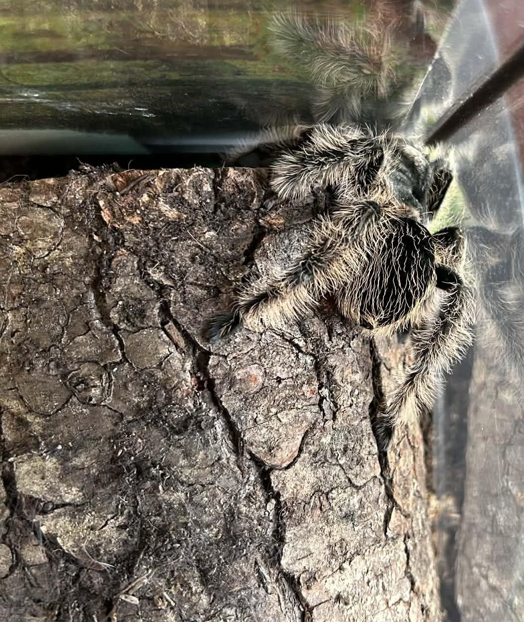 Enlarge Tarantulas 5 of them!, an adopted Tarantula in Wakefield, RI image 1/5