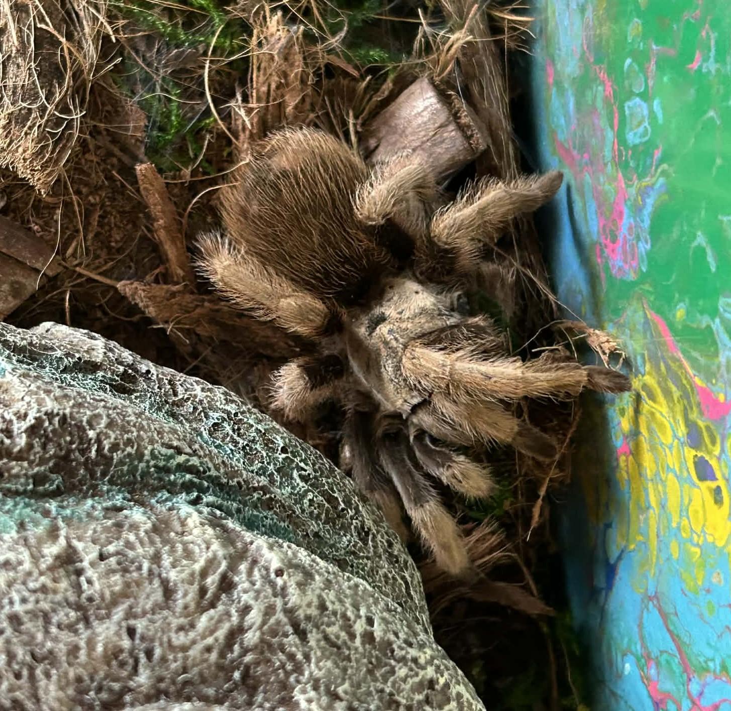 Enlarge Tarantulas 5 of them!, an adopted Tarantula in Wakefield, RI image 4/5