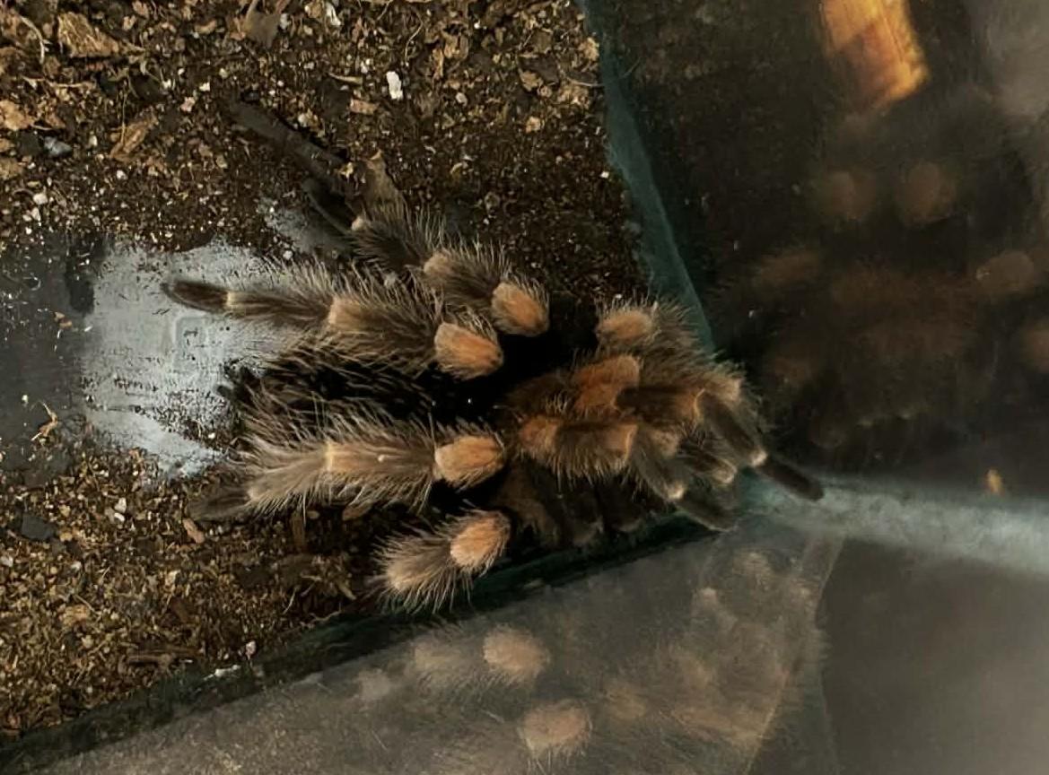 Enlarge Tarantulas 5 of them!, an adopted Tarantula in Wakefield, RI image 5/5