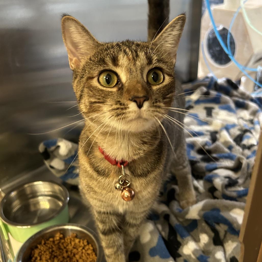 Enlarge Punkin, a Adoptable Domestic Short Hair in Denison, TX image 1/4
