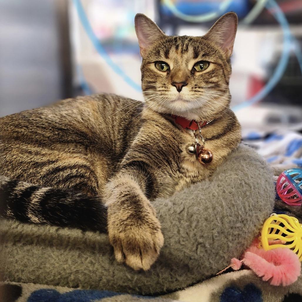 Enlarge Punkin, a Adoptable Domestic Short Hair in Denison, TX image 2/4