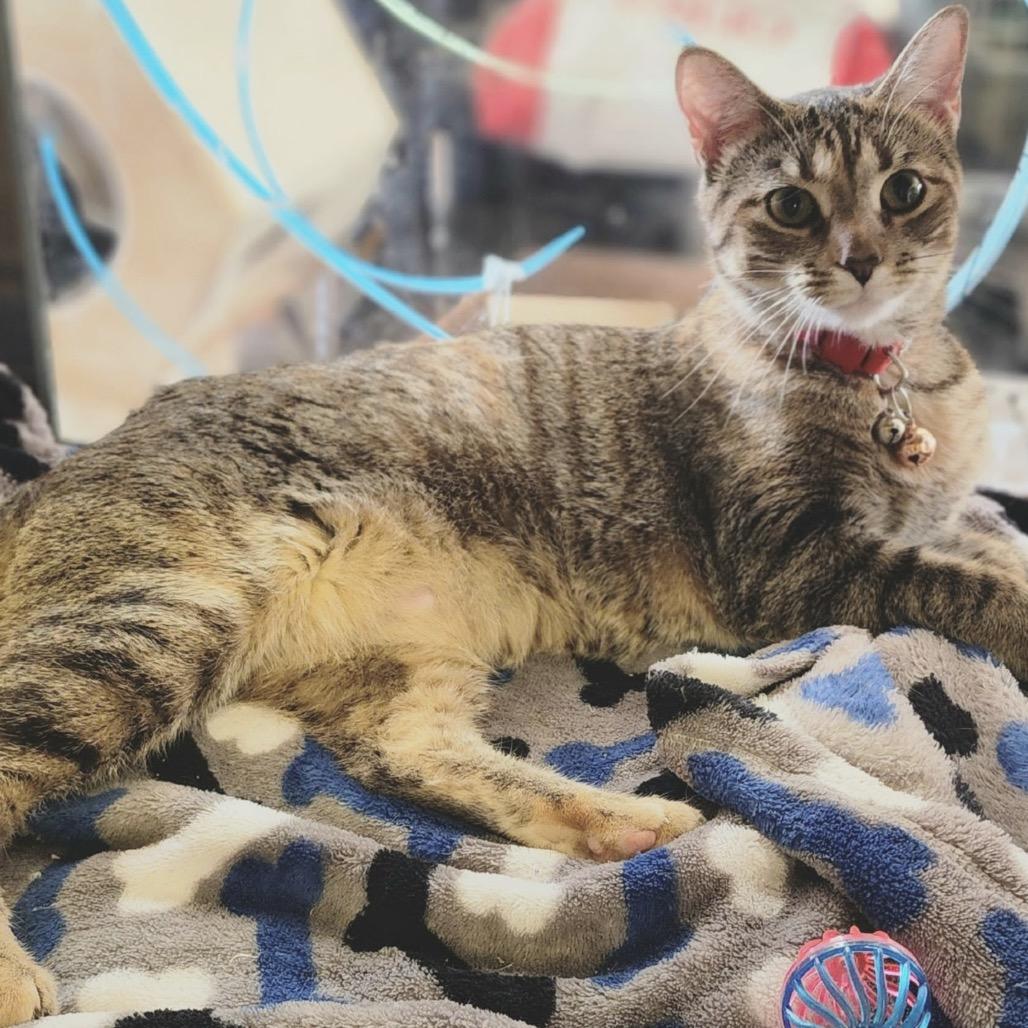 Enlarge Punkin, a Adoptable Domestic Short Hair in Denison, TX image 3/4