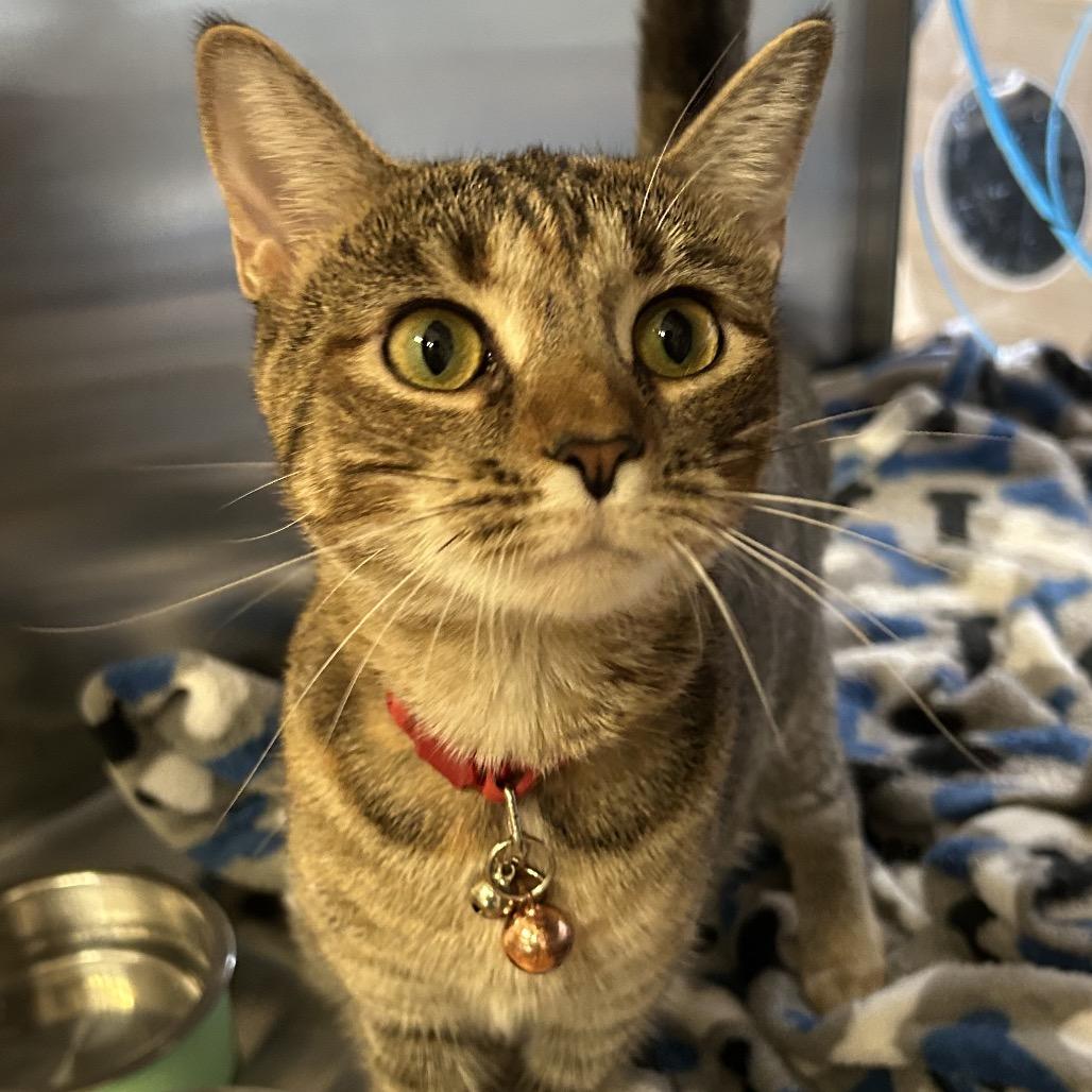 Enlarge Punkin, a Adoptable Domestic Short Hair in Denison, TX image 4/4