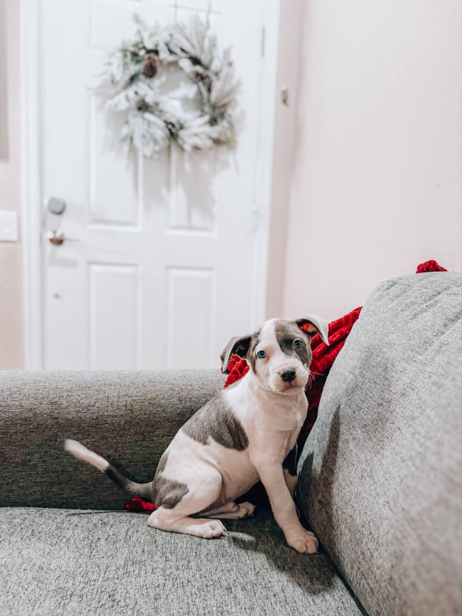 Spot, ADOPTABLE, Puppy Male Cattle Dog.