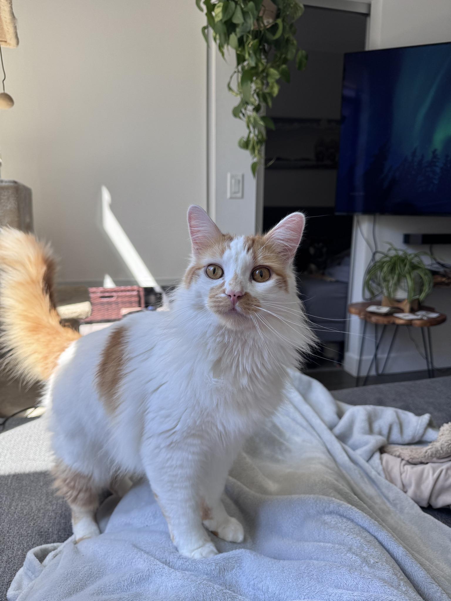 Enlarge Casper, an adopted Domestic Long Hair in BURNABY, BC image 1/1