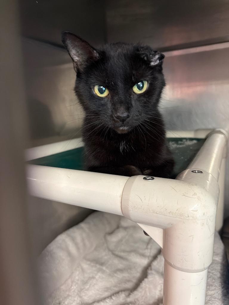 Miia, Adoptable, Adult Female Domestic Short Hair.