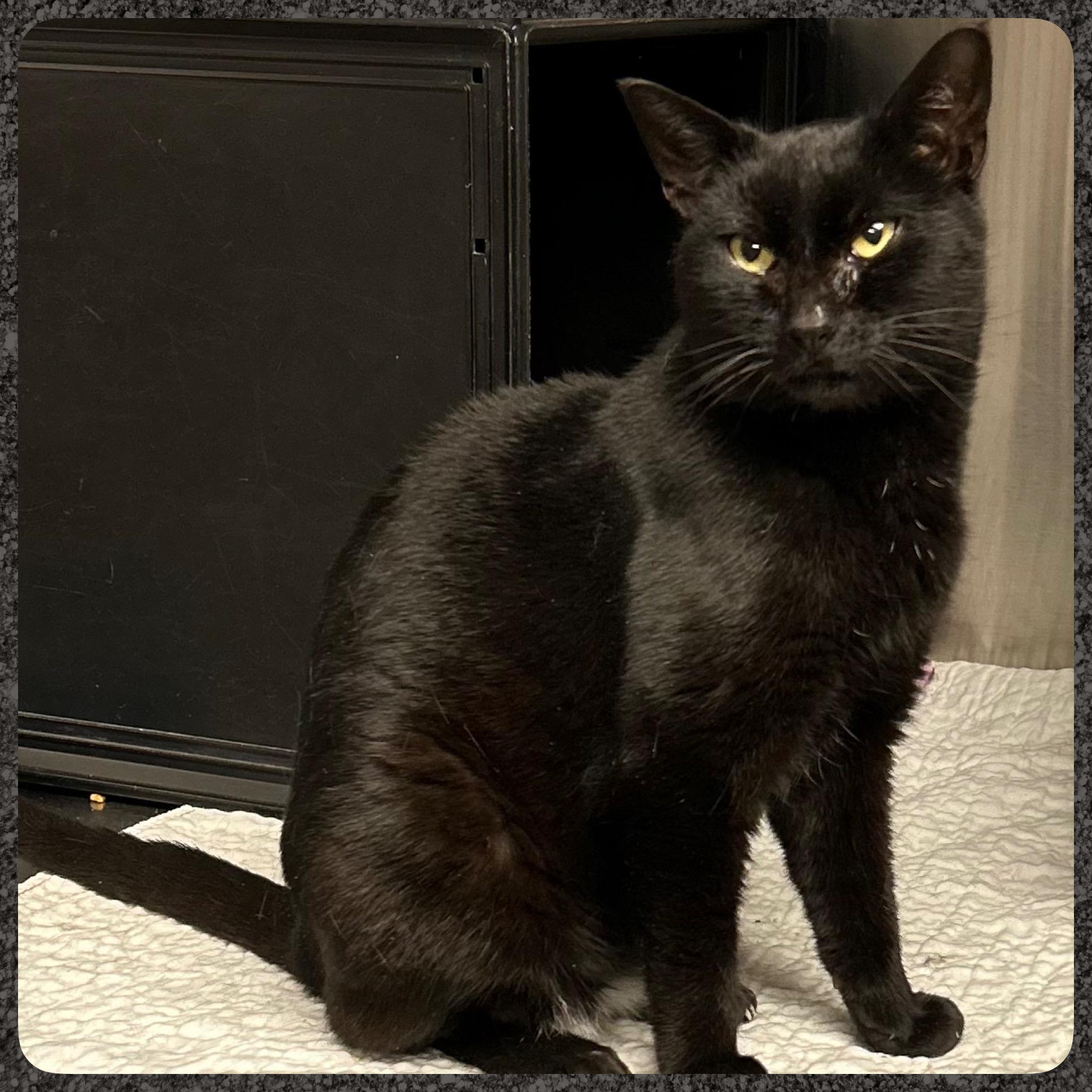 Cinders, Adult Male Domestic Short Hair