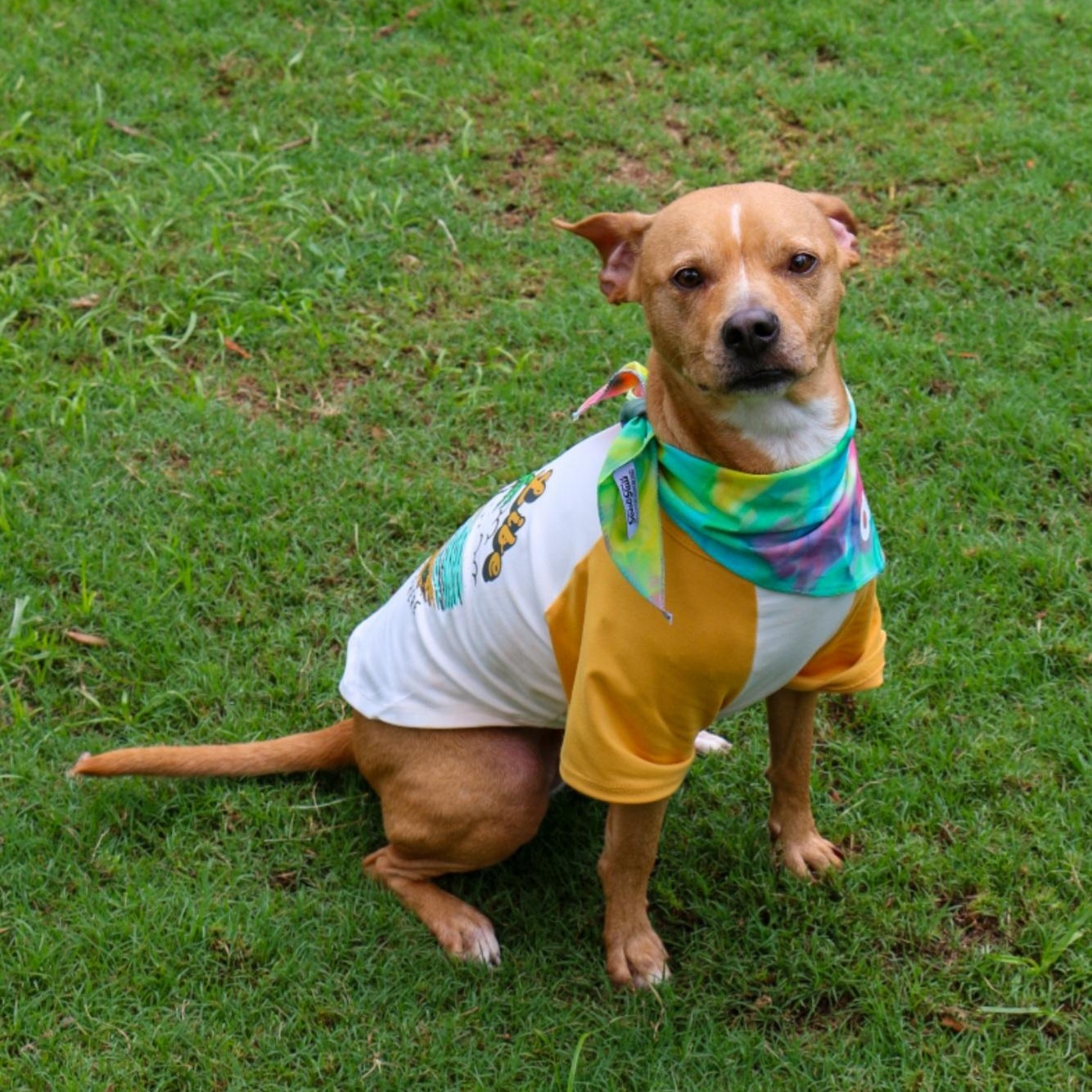 Enlarge Callie, an adopted mixed breed in Orlando, FL image 4/6