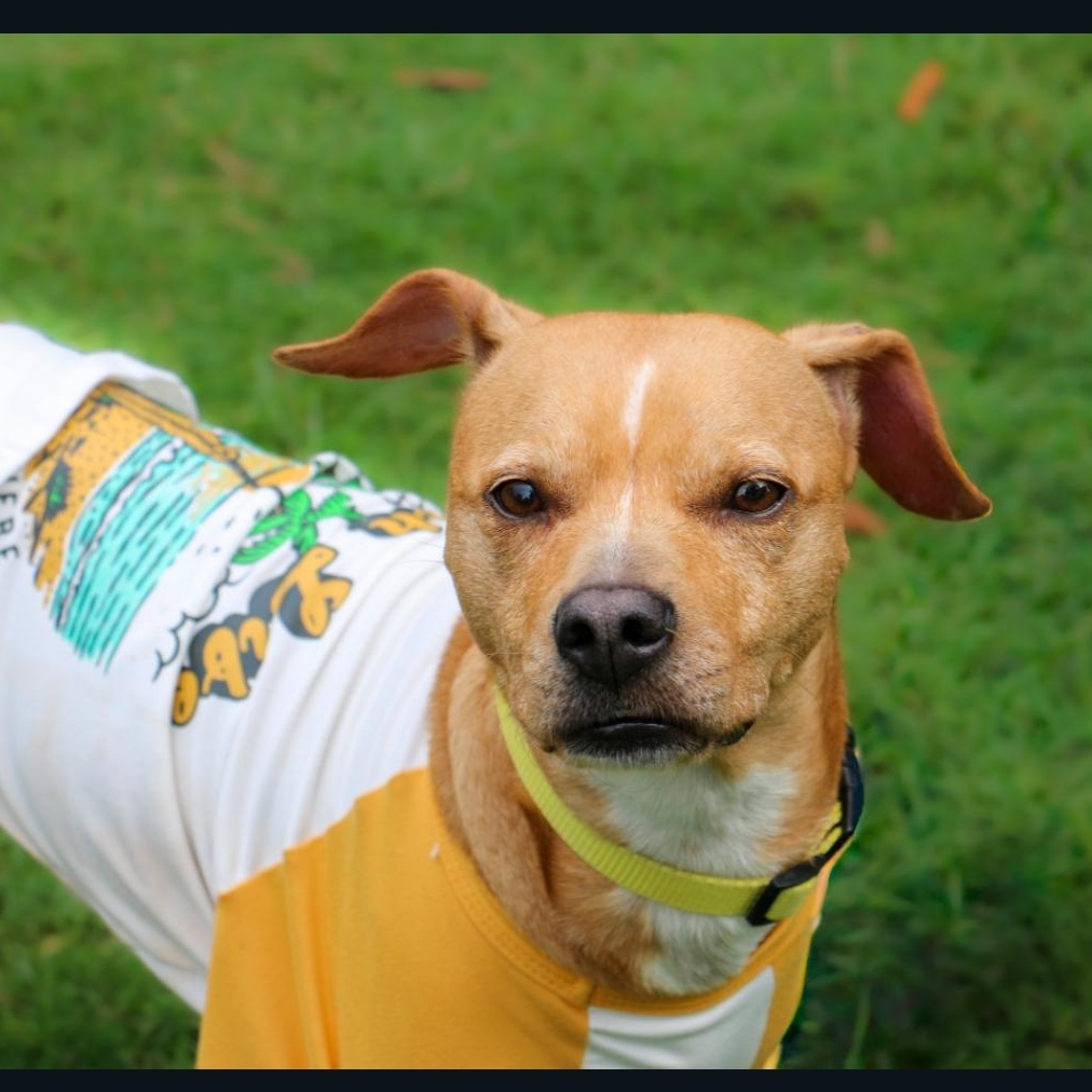 Enlarge Callie, an adopted mixed breed in Orlando, FL image 1/6