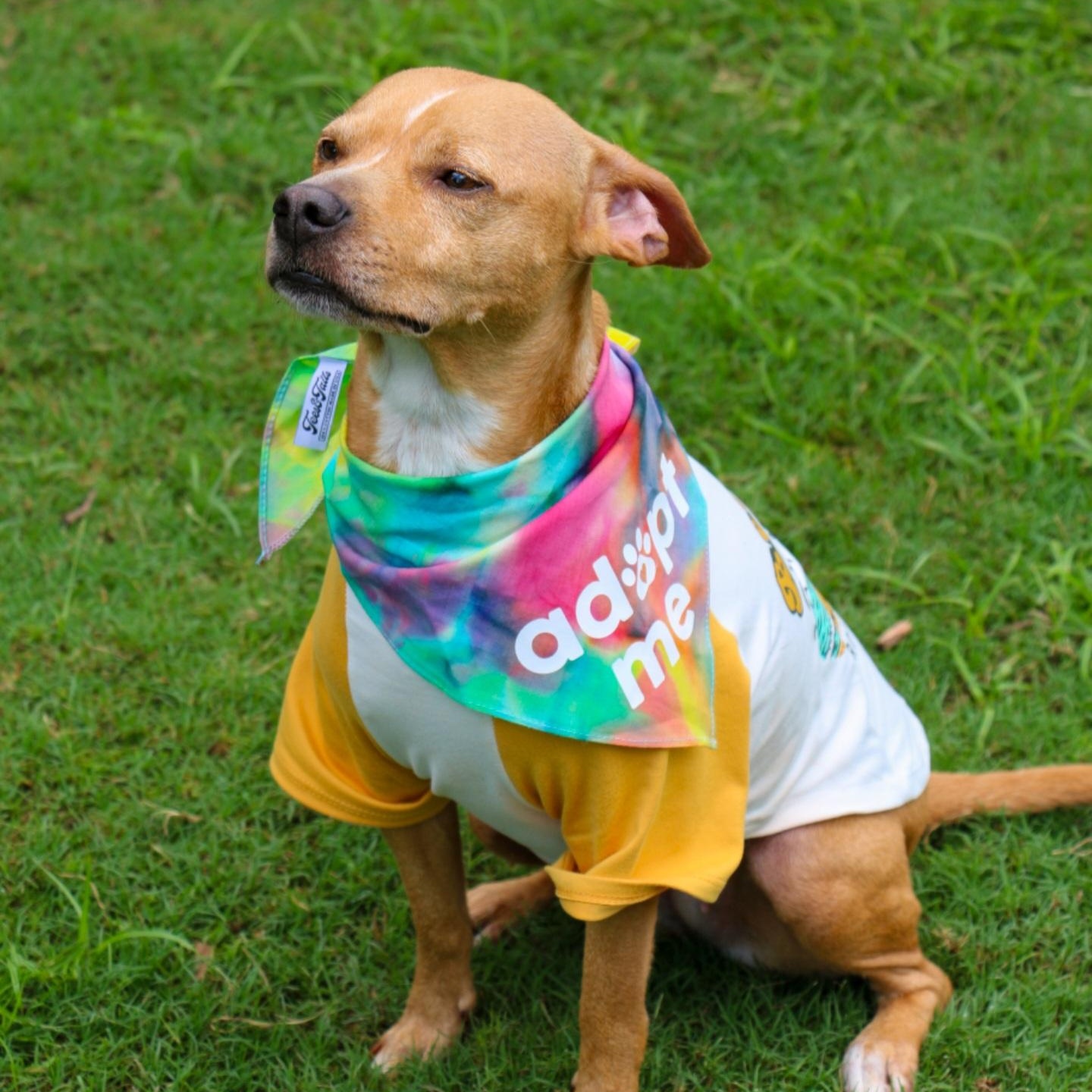 Enlarge Callie, an adopted mixed breed in Orlando, FL image 5/6
