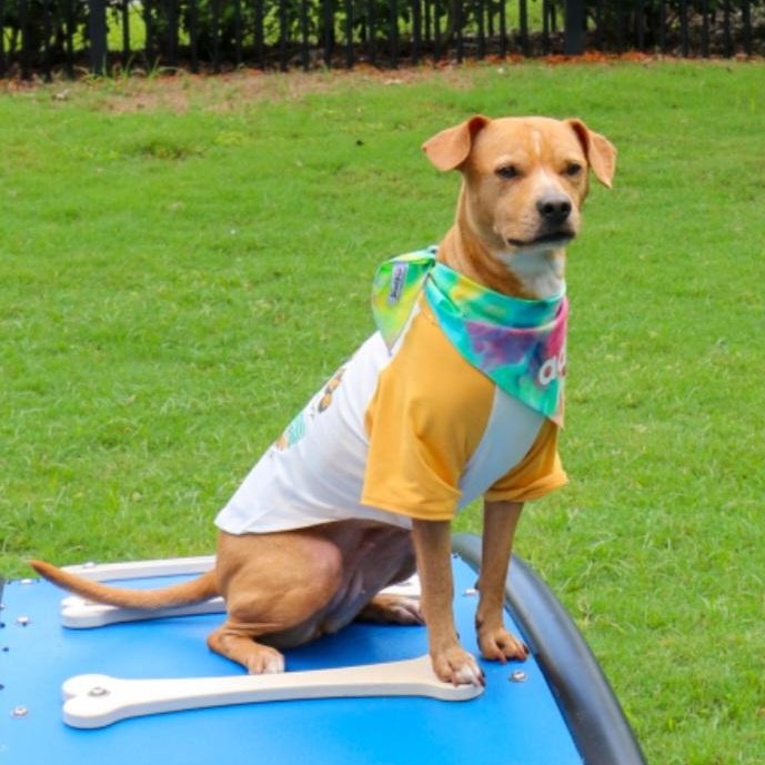Enlarge Callie, an adopted mixed breed in Orlando, FL image 2/6
