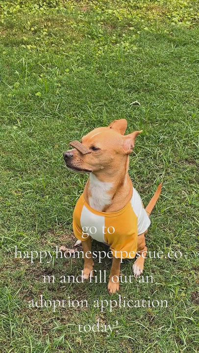 Enlarge Callie, an adopted mixed breed in Orlando, FL video 6/6