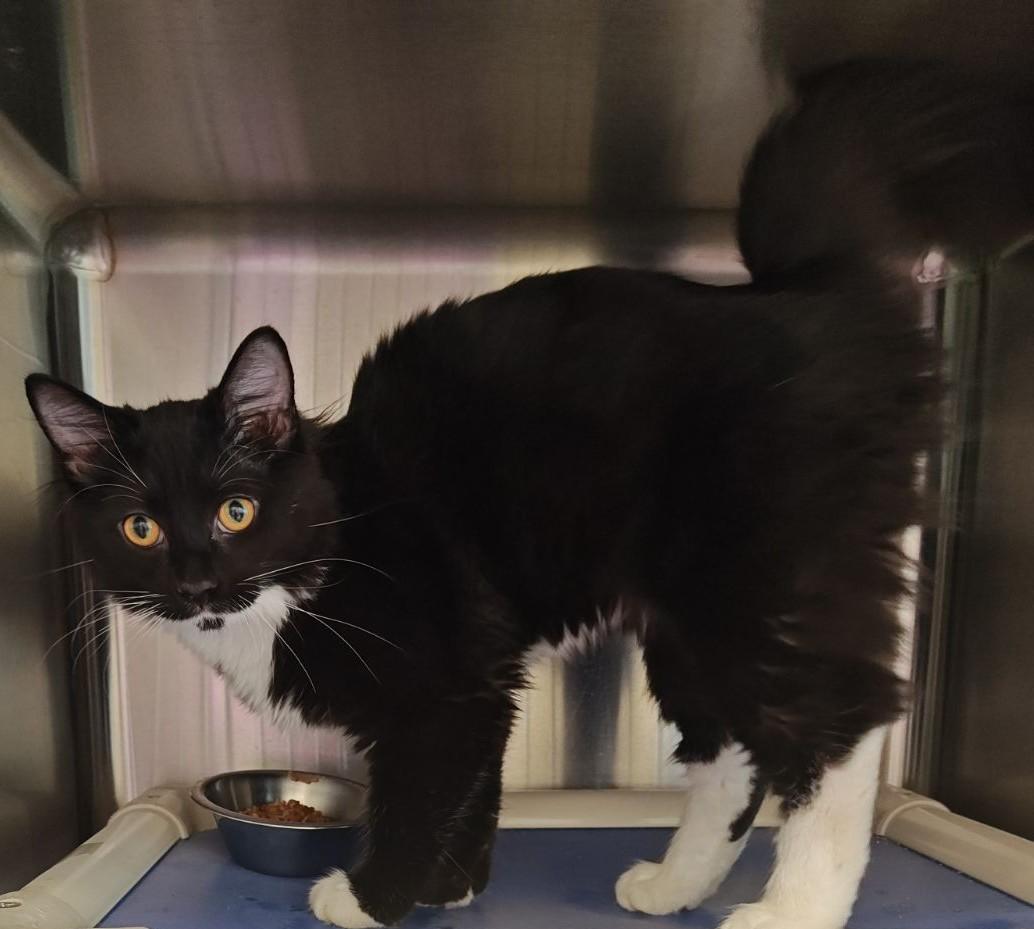 Enlarge Sylvester, a Adoptable Domestic Long Hair in Wahpeton, ND image 2/3