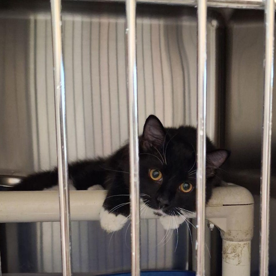 Enlarge Sylvester, a Adoptable Domestic Long Hair in Wahpeton, ND image 3/3
