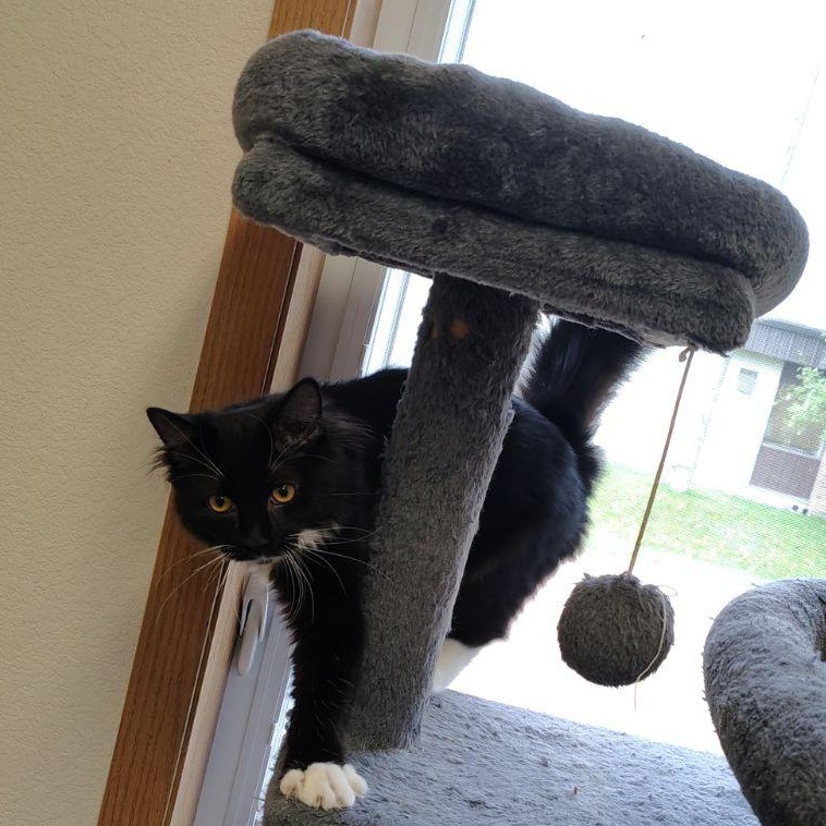 Sylvester, Adoptable, Young Male Domestic Long Hair.