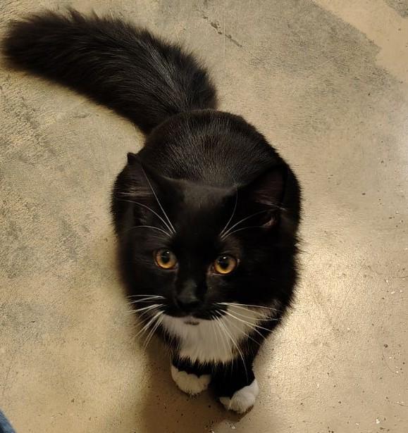 Sylvester, Adoptable, Young Male Domestic Long Hair.