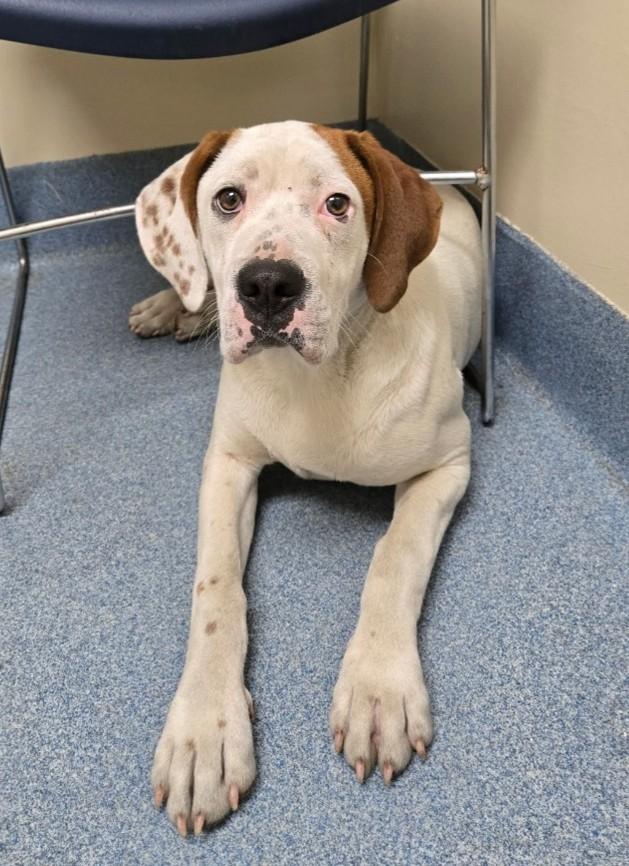 Joel , an adopted mixed breed in Suffolk, VA image 2/4