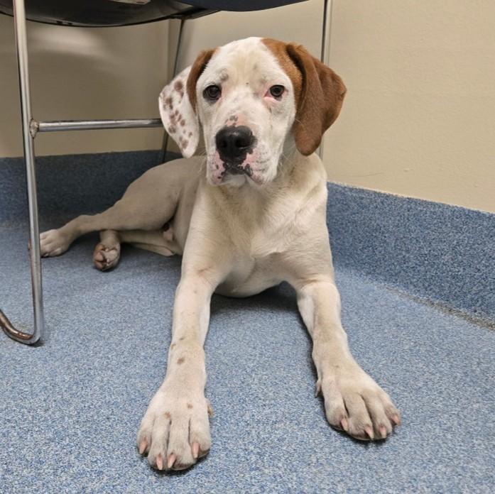 Joel , an adopted mixed breed in Suffolk, VA image 4/4