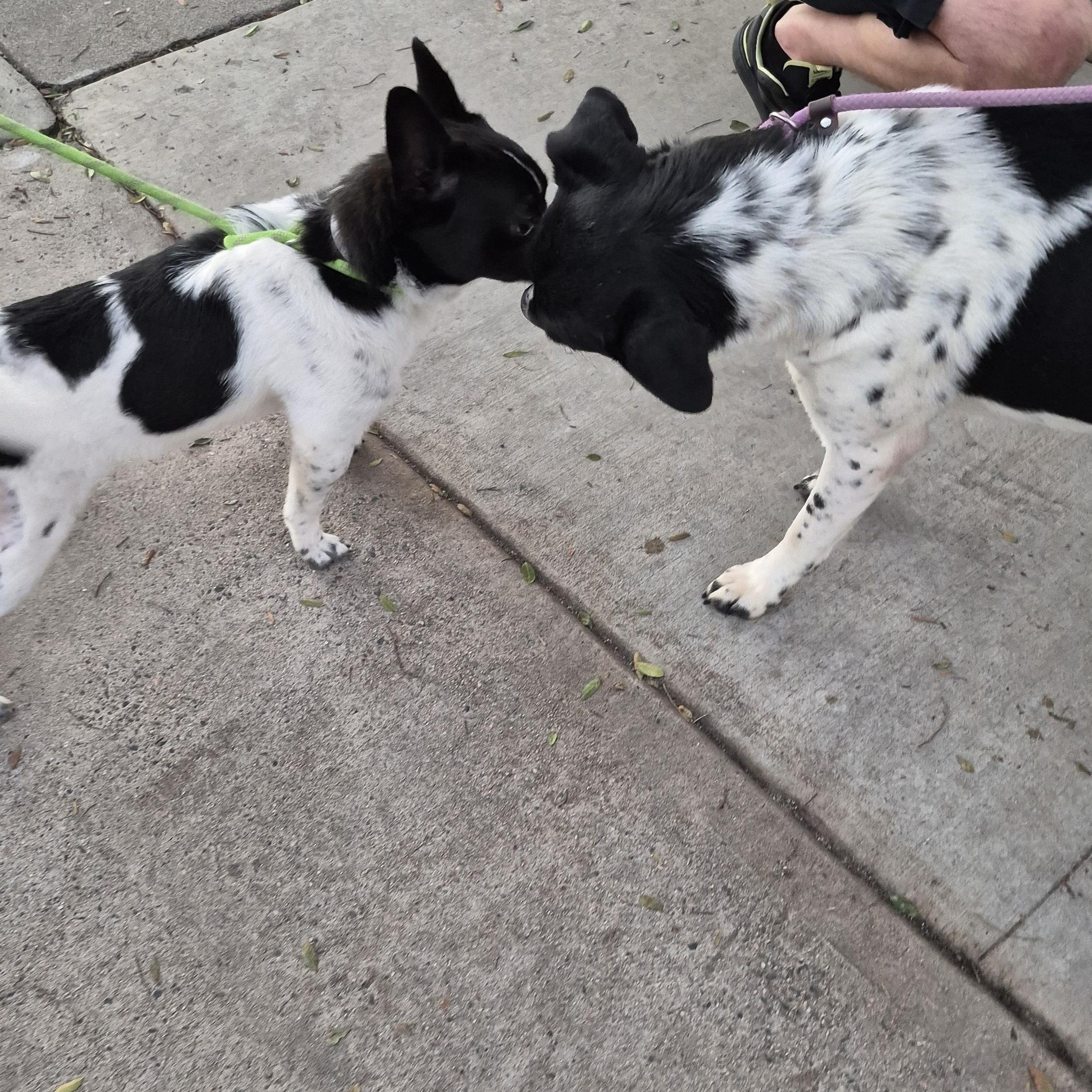 One Musketeer! thumbnail 2