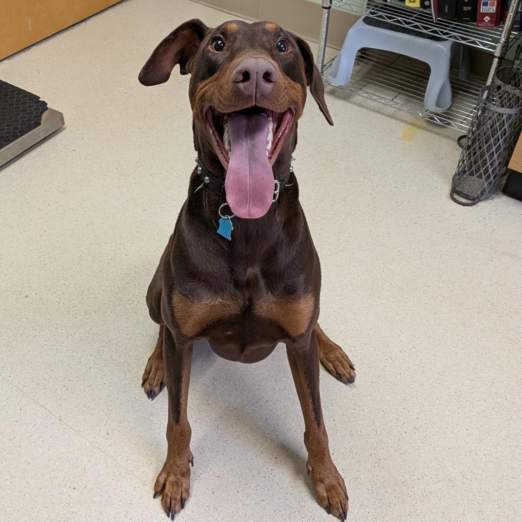 Rusty, Adoptable, Adult Male Doberman Pinscher.
