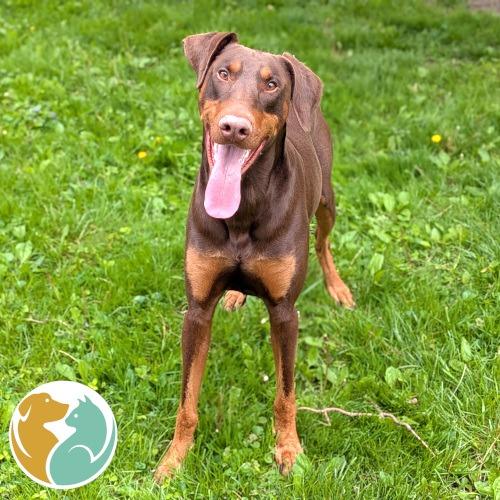 Enlarge Rusty, a Adoptable Doberman Pinscher in Toledo, OH image 1/1