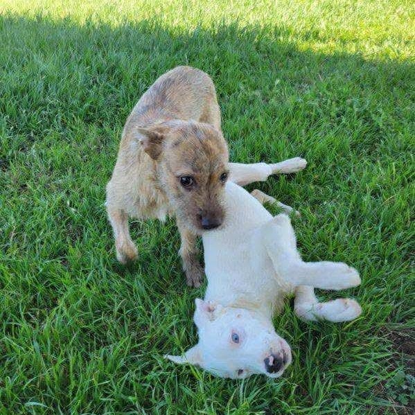 Kutter, a Adoptable mixed breed in Hughesville, MD image 2/6