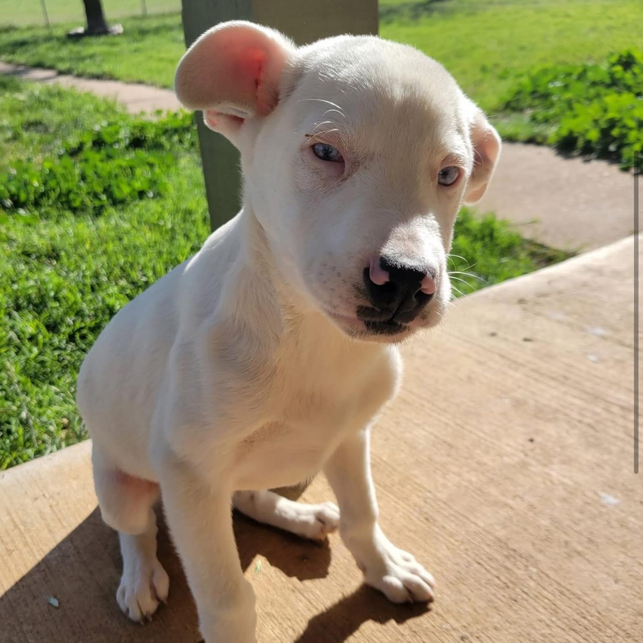 Kutter, a Adoptable mixed breed in Hughesville, MD image 6/6