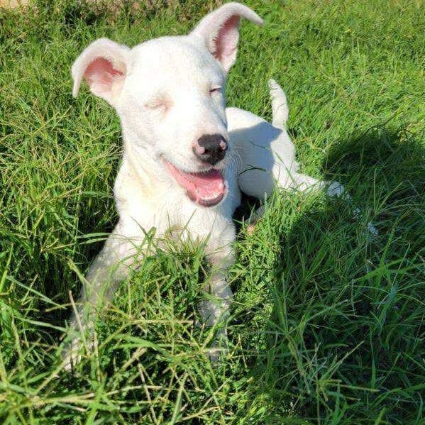 Kutter, a Adoptable mixed breed in Hughesville, MD image 3/6