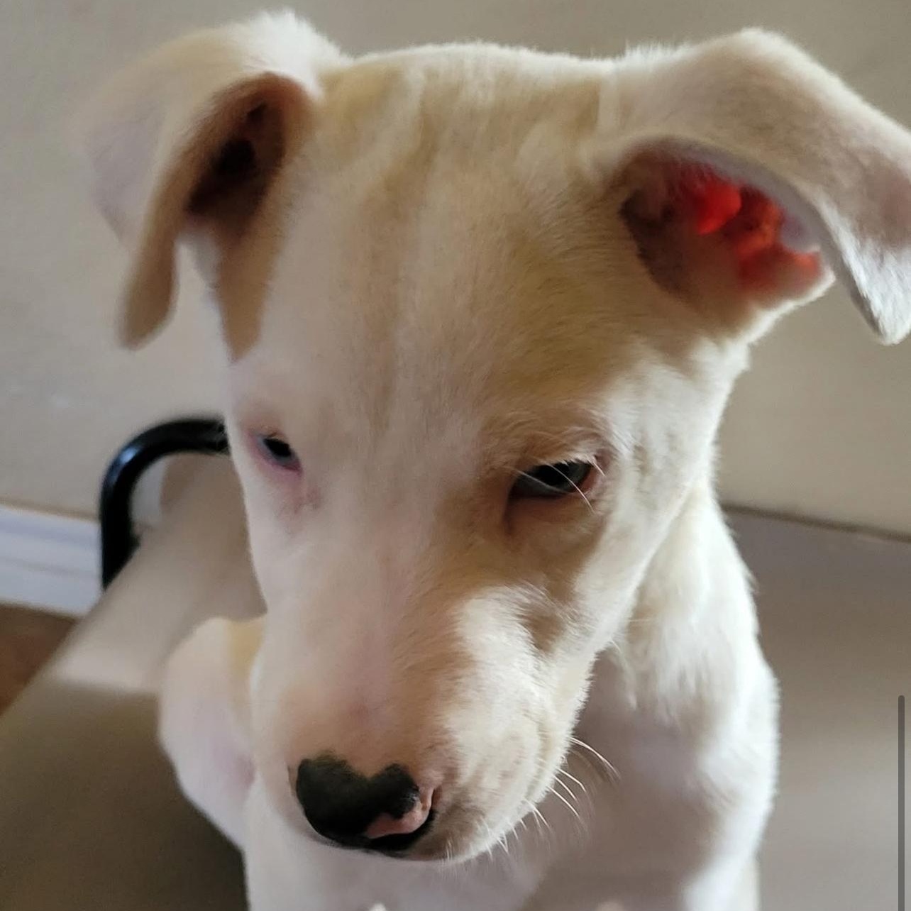 Kutter, a Adoptable mixed breed in Hughesville, MD image 5/6