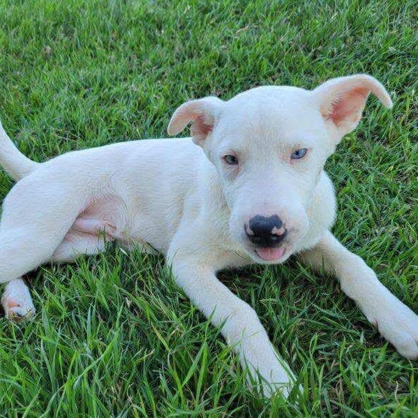 Kutter, Adoptable, Puppy Male Mixed Breed.