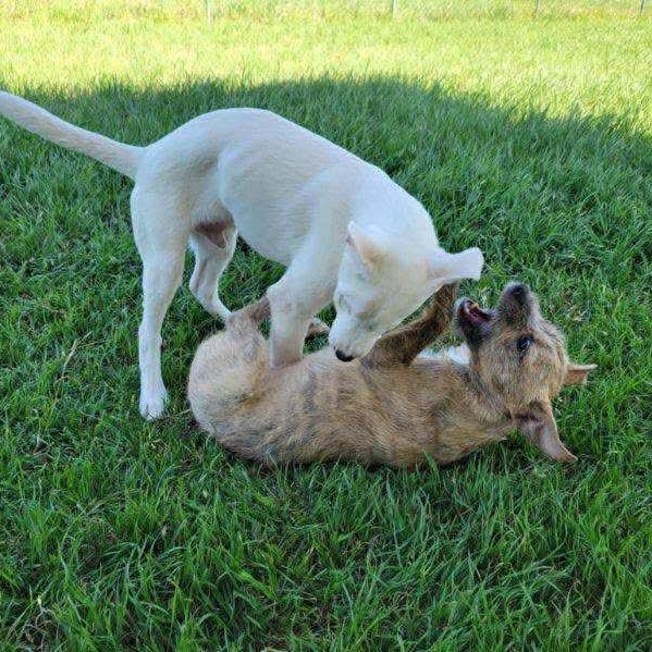 Kutter, a Adoptable mixed breed in Hughesville, MD image 4/6
