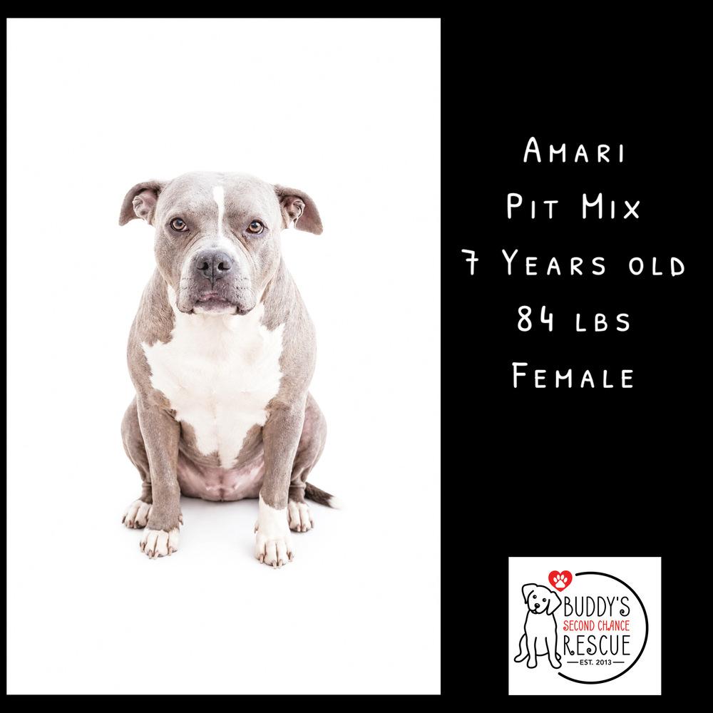 Enlarge Amari, a Adoptable mixed breed in Amherst, NY image 2/6