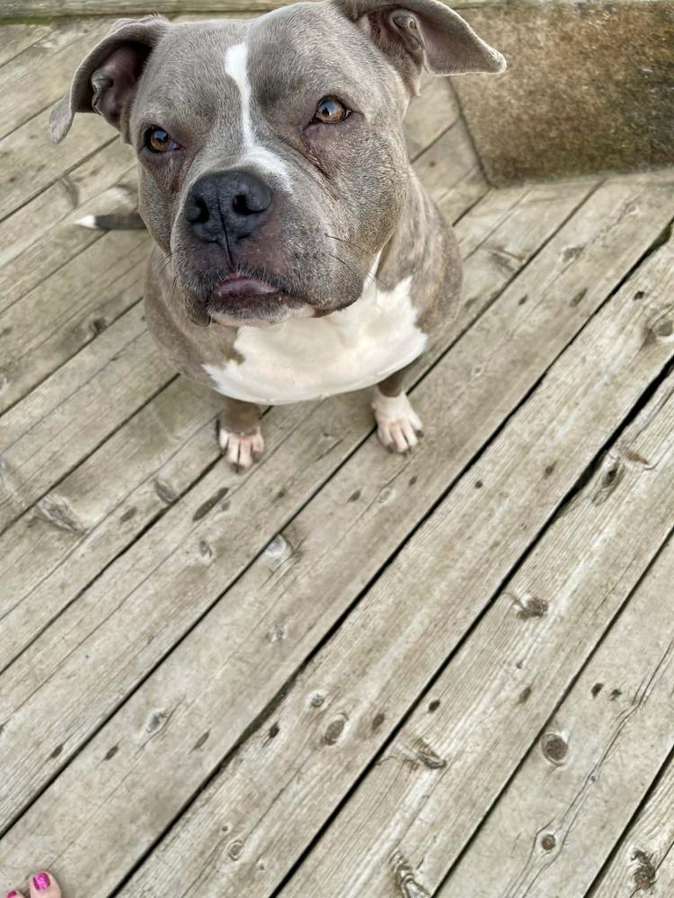 Enlarge Amari, a Adoptable mixed breed in Amherst, NY image 3/6