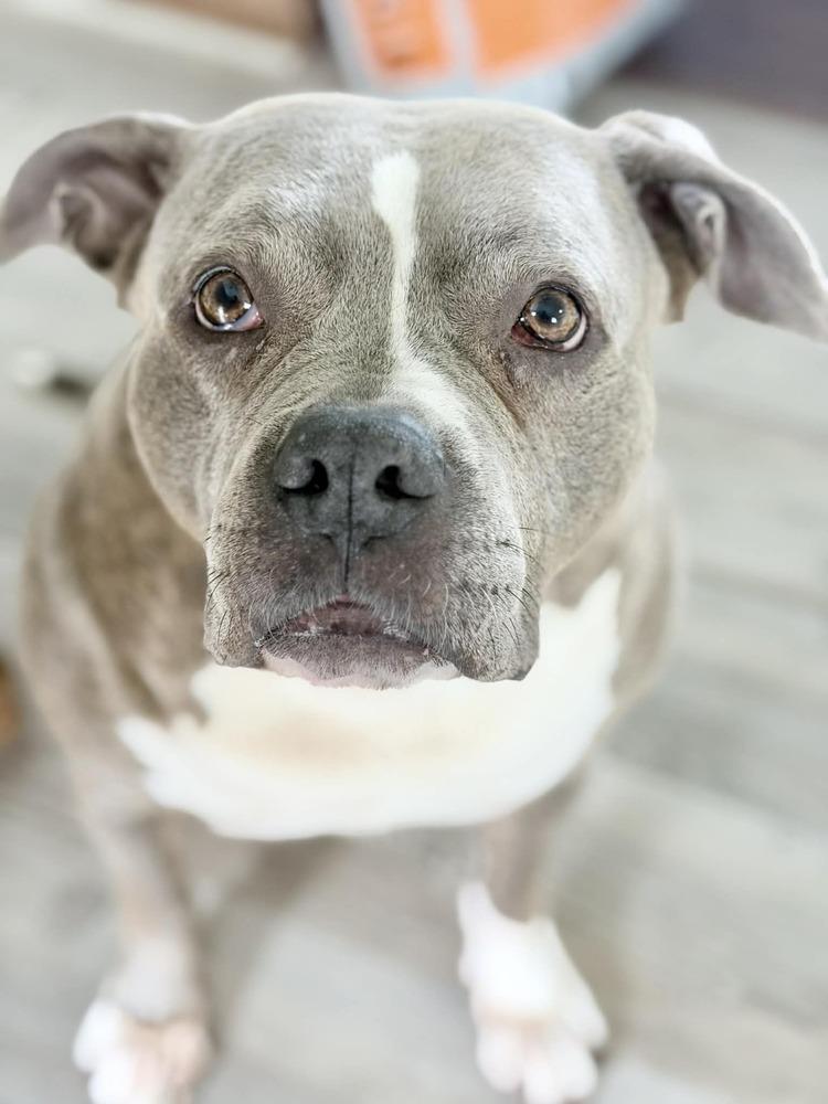 Amari, Adoptable, Senior Female Pit Bull Terrier.