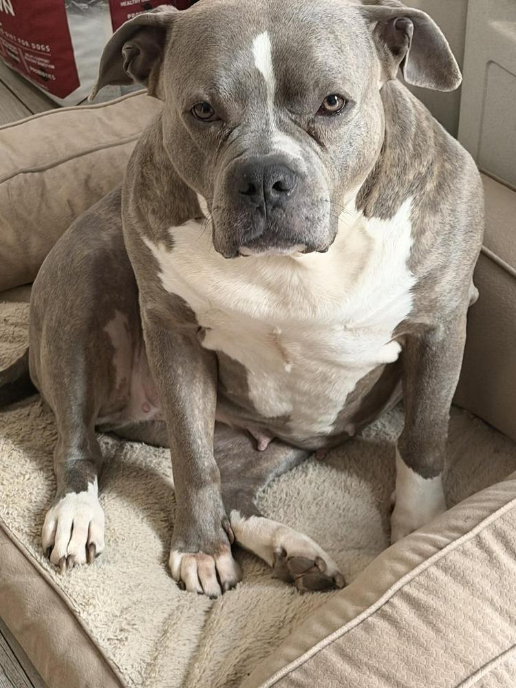Enlarge Amari, a Adoptable mixed breed in Amherst, NY image 5/6