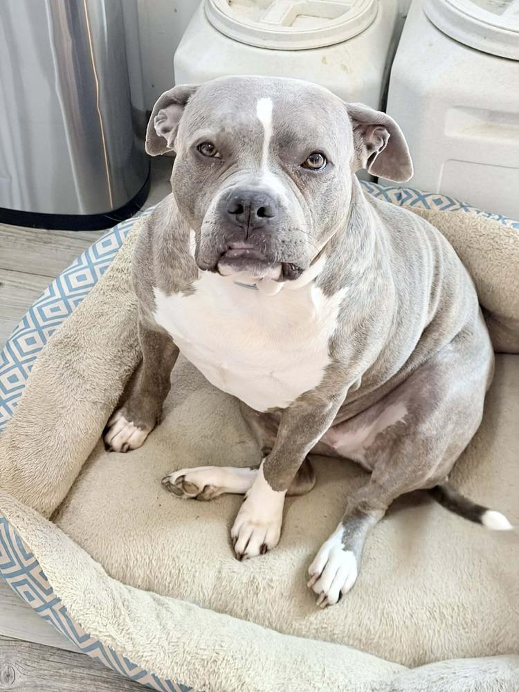 Enlarge Amari, a Adoptable mixed breed in Amherst, NY image 6/6