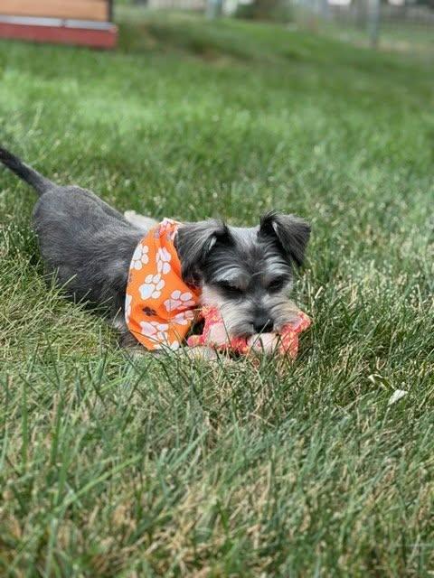 Enlarge Lilly, a Adoptable Miniature Schnauzer in Homer Glen, IL image 5/6