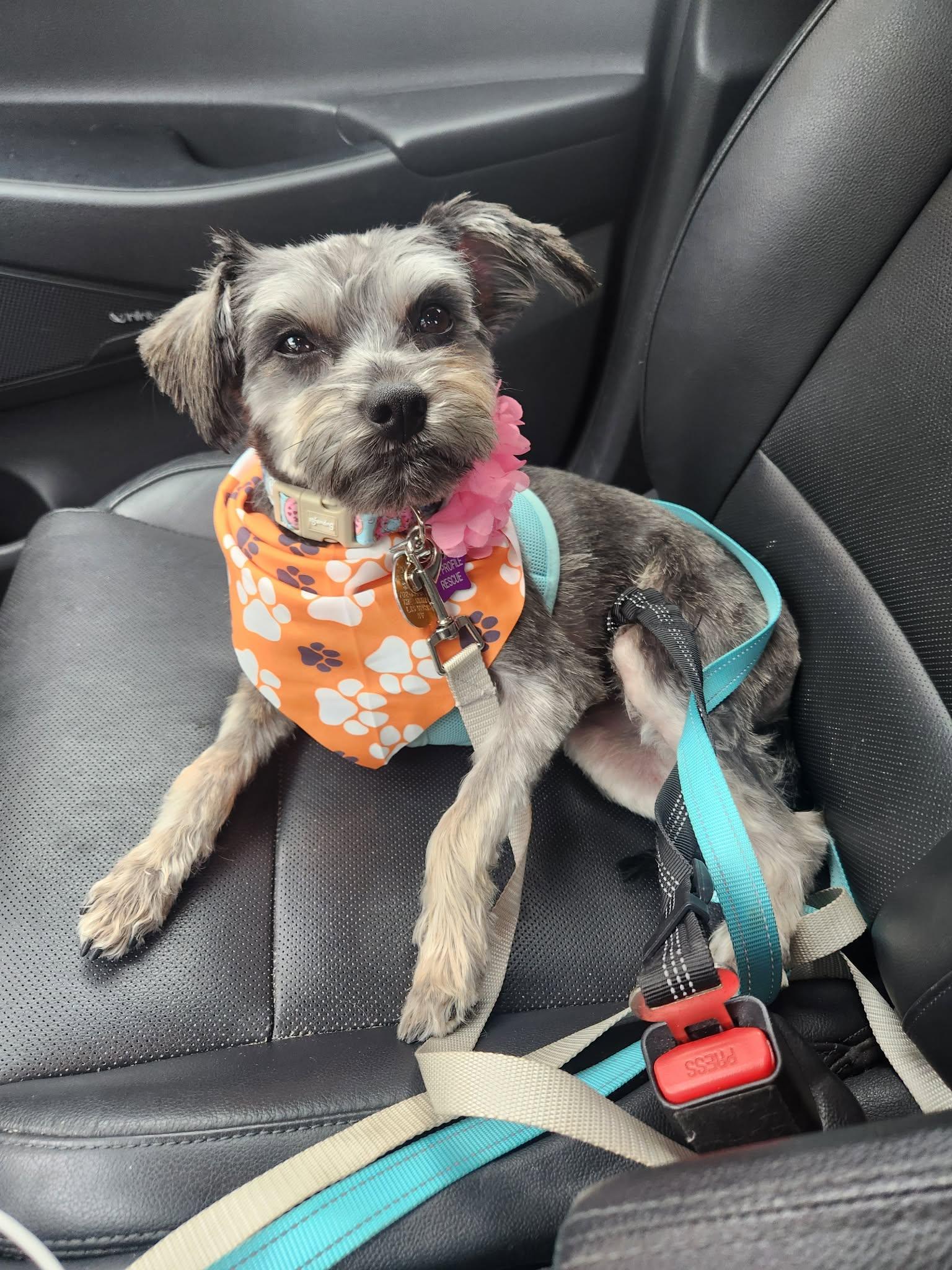 Lilly, Adoptable, Young Female Miniature Schnauzer.