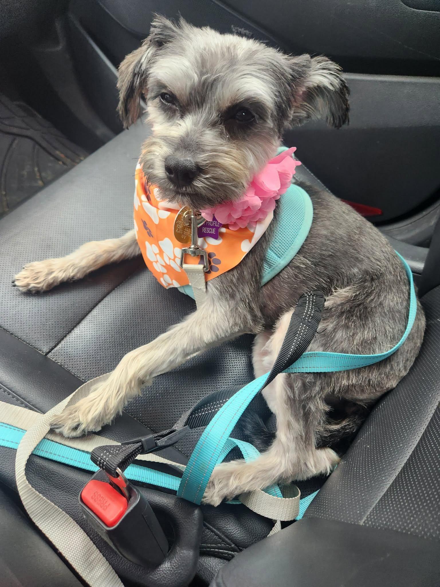 Enlarge Lilly, a Adoptable Miniature Schnauzer in Homer Glen, IL image 2/6