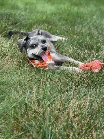 Enlarge Lilly, a Adoptable Miniature Schnauzer in Homer Glen, IL image 6/6