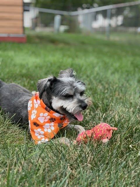 Enlarge Lilly, a Adoptable Miniature Schnauzer in Homer Glen, IL image 4/6
