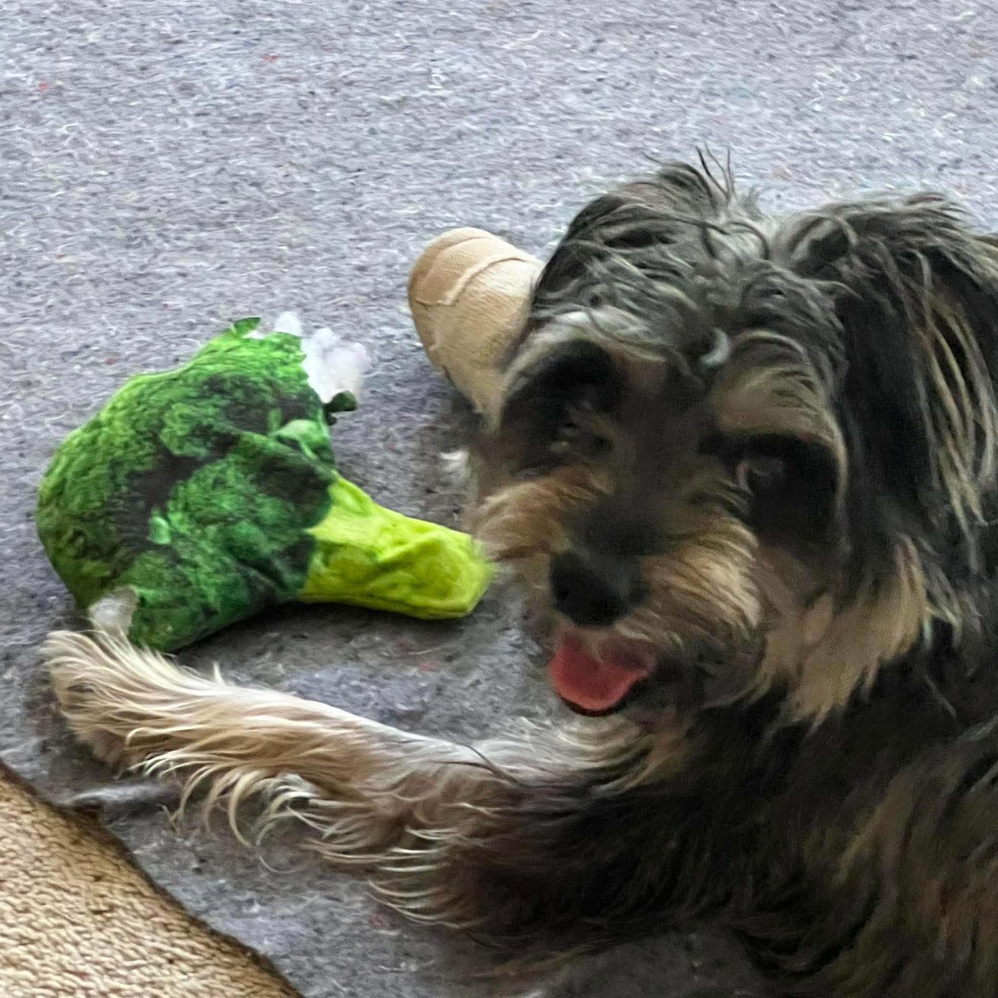 Enlarge Lilly, a Adoptable Miniature Schnauzer in Homer Glen, IL image 3/6