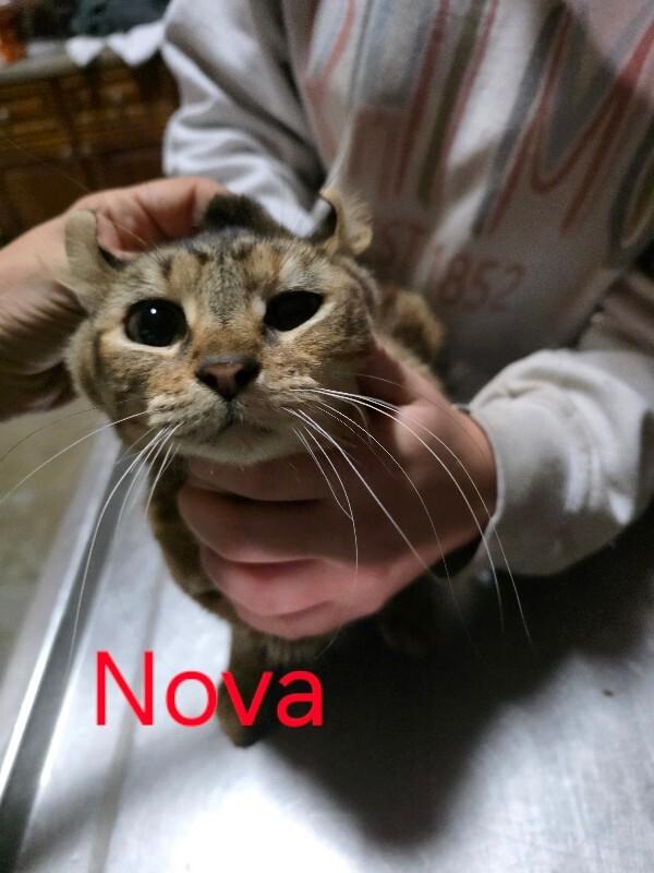 Nova